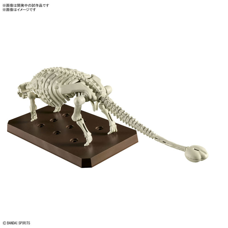 プラノサウルス アンキロサウルス 5