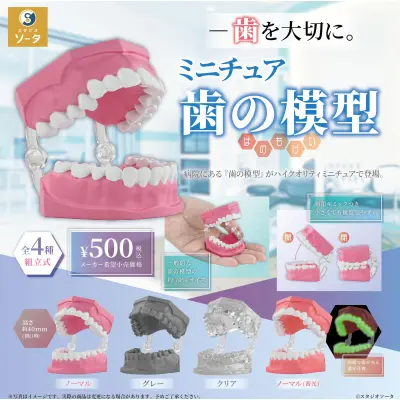 ミニチュア歯の模型