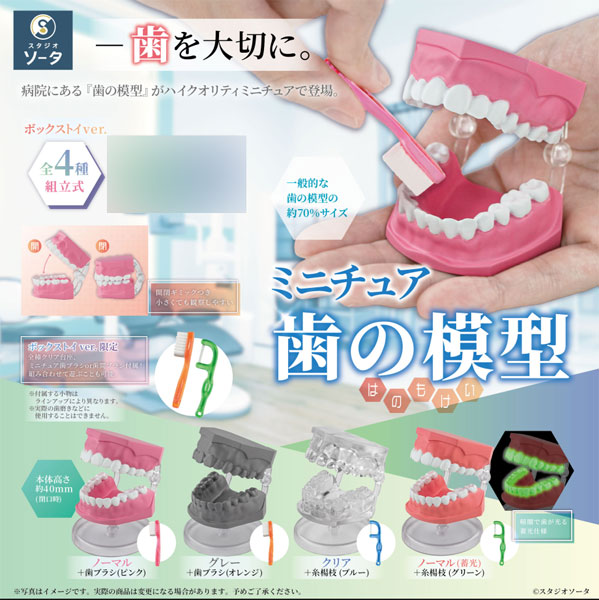 ミニチュア歯の模型 3