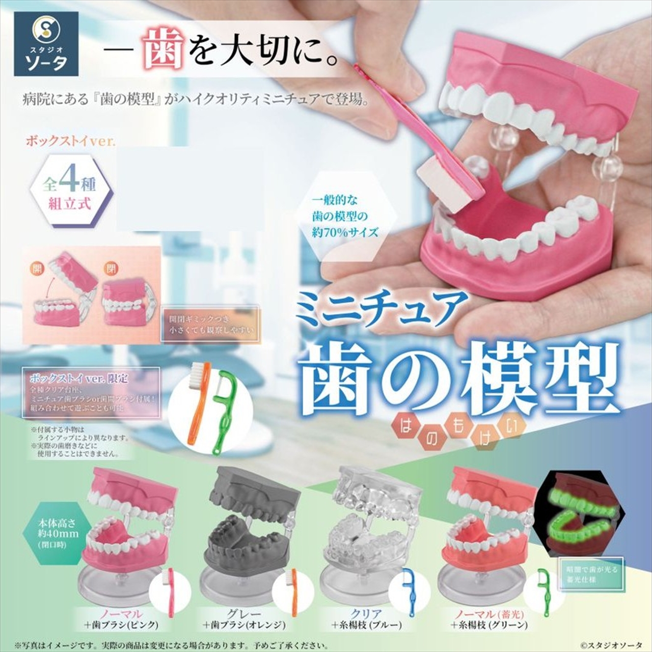 ミニチュア歯の模型 2